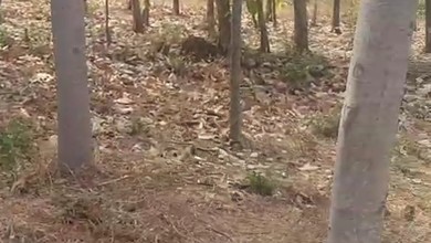 Kavling Prestisius Dijual di Pandaan, Pasuruan, Harga 240 Miliar