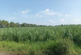 For Sale Tanah Premium di Balongbendo, Sidoarjo, LT 17340m²