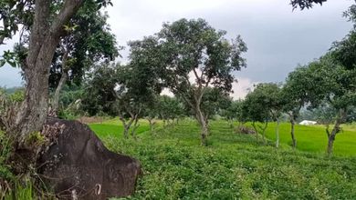 Dijual Tanah Eksklusif di Mojokerto, Mojokerto, LT 3400m²