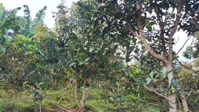 Tanah Nyaman untuk Hunian di Malang Kota, Malang, Luas 992m²