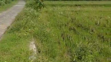 Tanah Komersial Dekat Jalan Raya Daerah Bojonegoro