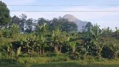 Jual Cepat Tanah Prospektif di Prigen, Pasuruan, LT 820m²