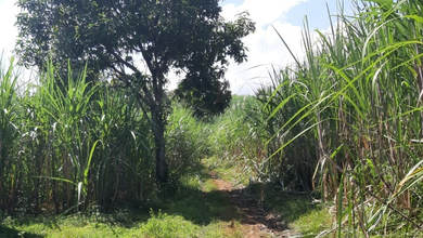 Tanah Bisnis Dekat Jalan Raya Kawasan Ngoro