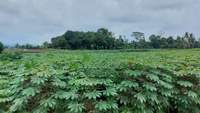 Kavling Prestisius Dijual di Ciseeng, Bogor, Harga 2,99 Triliun