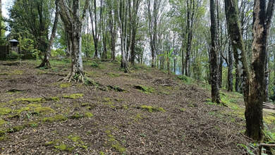 Tanah Elit Dijual di Banjar, Buleleng, Harga 41,2 Triliun