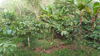 Dijual Tanah Premium di Busungbiu, Buleleng, LT 23100m²