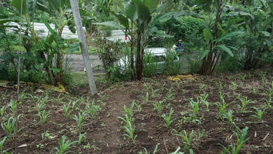 Tanah Elit Dijual di Petang, Badung, Harga 9,43 Triliun