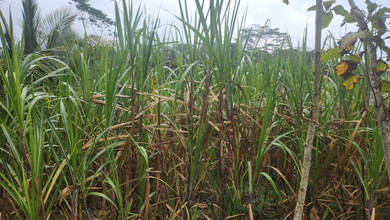 Dijual Tanah Premium di Sumbermanjing Wetan, Malang, LT 3020m²