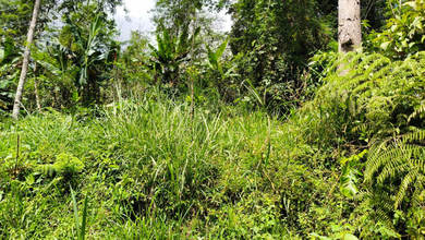 Tanah Elit Dijual di Petang, Badung, Harga 5,49 Triliun