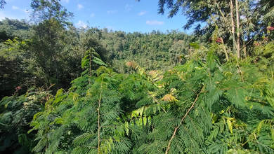 For Sale Tanah Eksklusif di Ampelgading, Malang, LT 4252m²