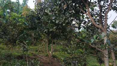 Tanah Ideal untuk Hunian di Bumiaji, Batu, Luas 992m²