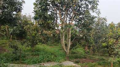 Tanah Elit Dijual di Bumiaji, Batu, Harga 1,48 Triliun