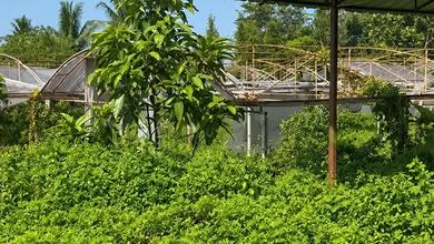 Dijual Tanah Premium di Parung Panjang, Bogor, LT 4900m²